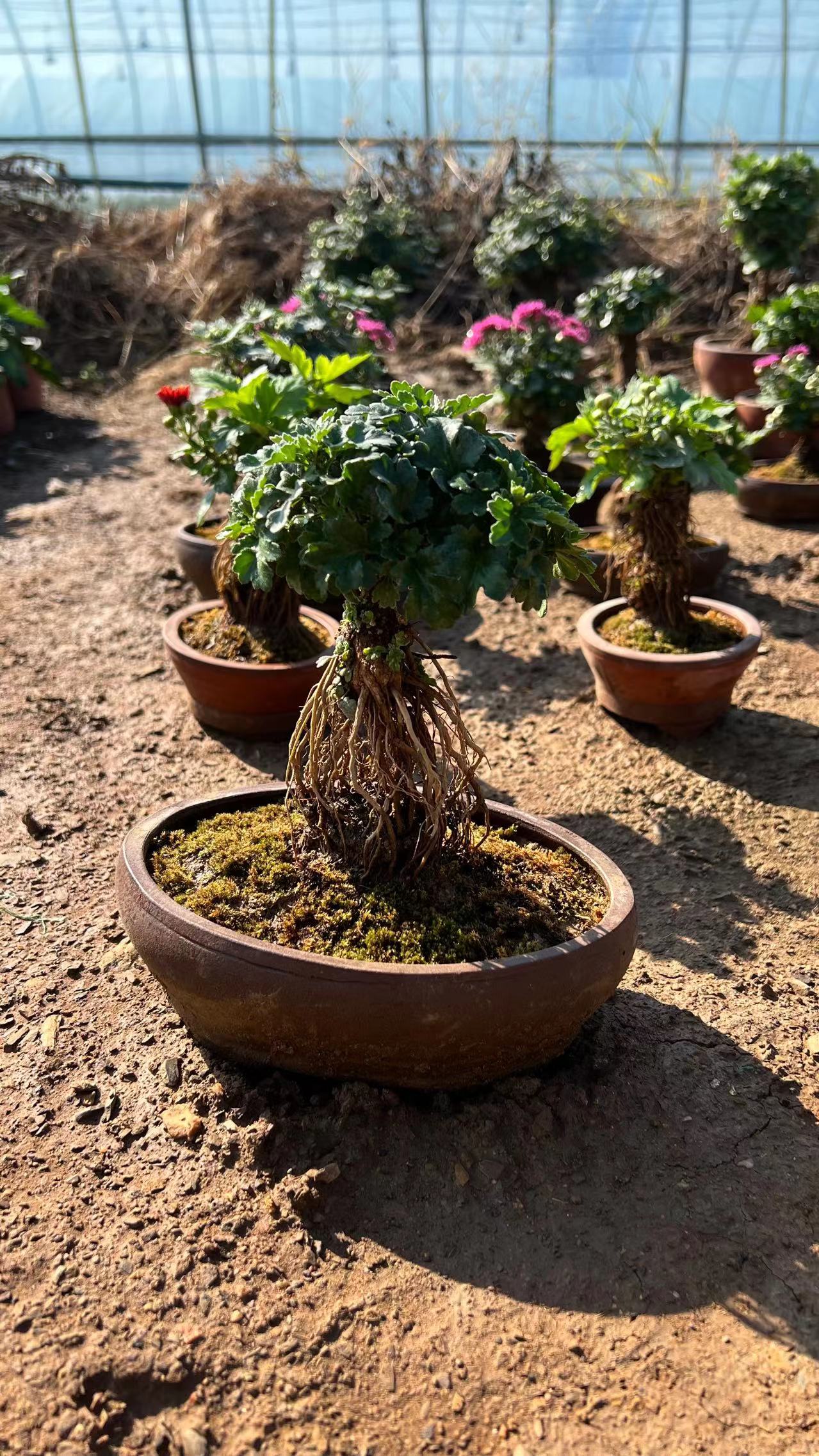 景观盆景11